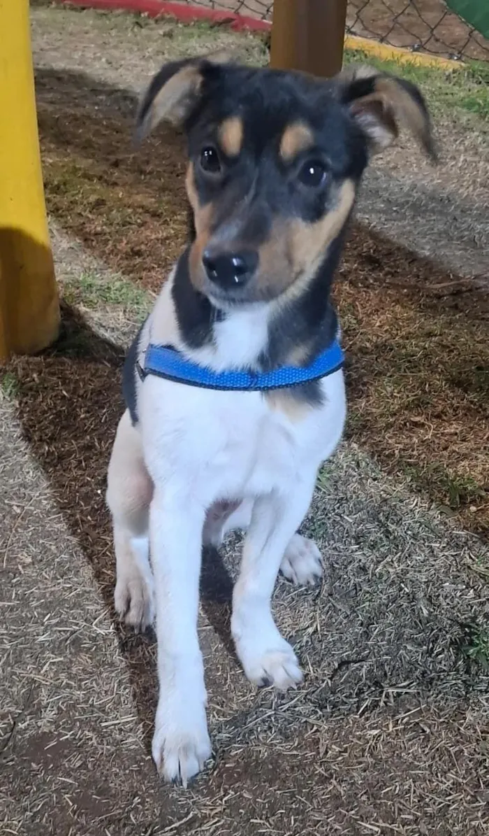 Cachorro raça Fox Terrier idade 7 a 11 meses nome Ozzy