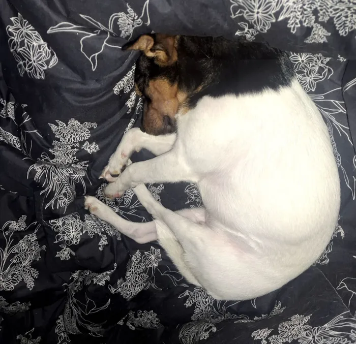 Cachorro raça Fox Terrier idade 7 a 11 meses nome Ozzy