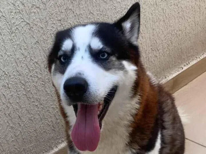 Cachorro raça Husky Siberiano idade 2 anos nome Blue 