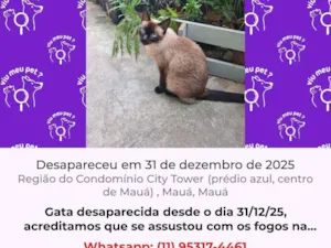 Gato raça Siamês idade 6 ou mais anos nome Serena