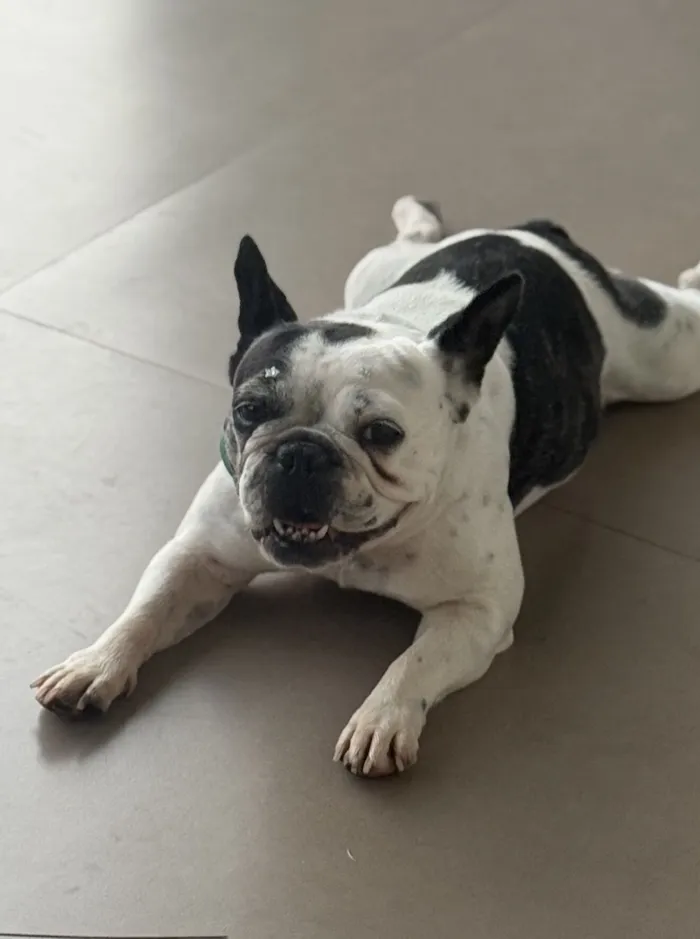 Cachorro raça Bulldog idade 5 anos nome Judite - ofereço gratificação 