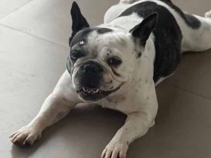 Cachorro raça Bulldog idade 5 anos nome Judite - ofereço gratificação 