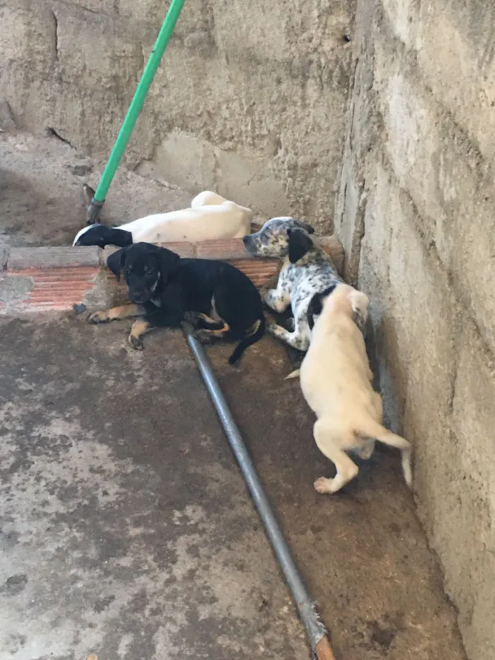 Cachorro raça SRD-ViraLata idade 2 a 6 meses nome sem nome