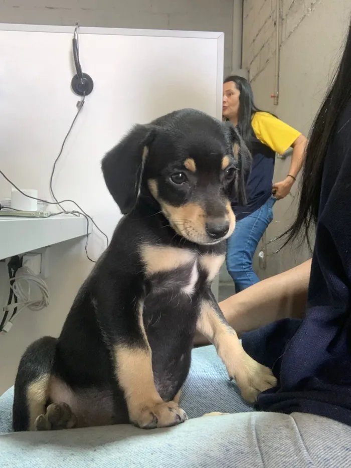 Cachorro raça Viralata idade 2 a 6 meses nome Kiara