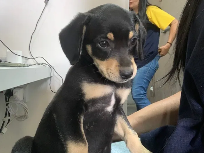 Cachorro raça Viralata idade 2 a 6 meses nome Kiara