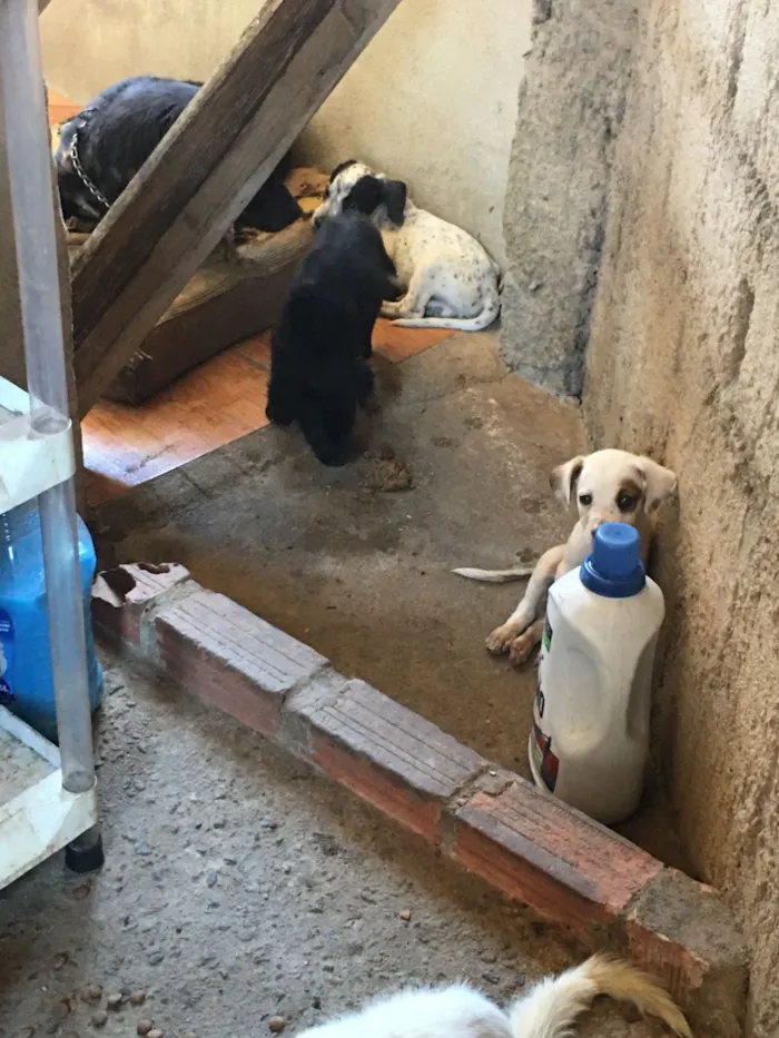 Cachorro raça SRD-ViraLata idade 2 a 6 meses nome sem nome