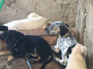 Cachorro raça SRD-ViraLata idade 2 a 6 meses nome sem nome