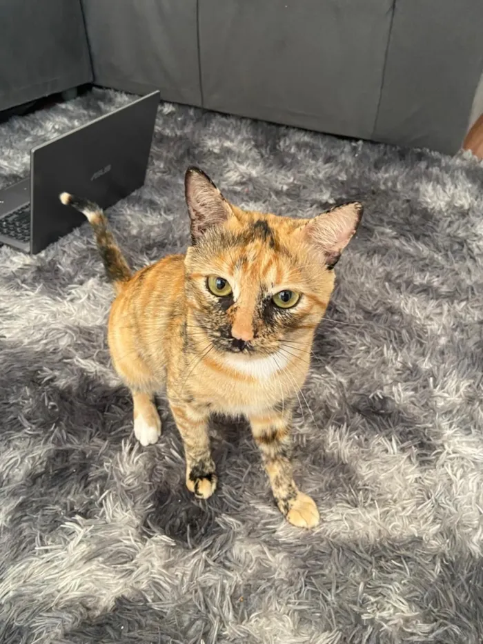 Gato raça Exótico idade 7 a 11 meses nome Jhorge