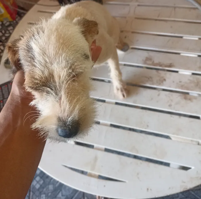 Cachorro raça SRD-ViraLata idade 1 ano nome Não sei