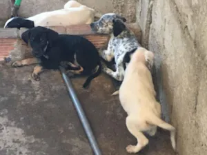 Cachorro raça SRD-ViraLata idade 2 a 6 meses nome sem nome
