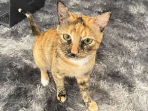 Gato raça Exótico idade 7 a 11 meses nome Jhorge