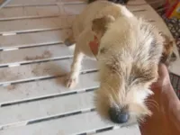 Cachorro raça SRD-ViraLata idade 1 ano nome Não sei