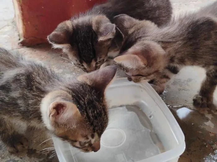 Gato raça SRD-ViraLata idade 2 a 6 meses nome Sem nome