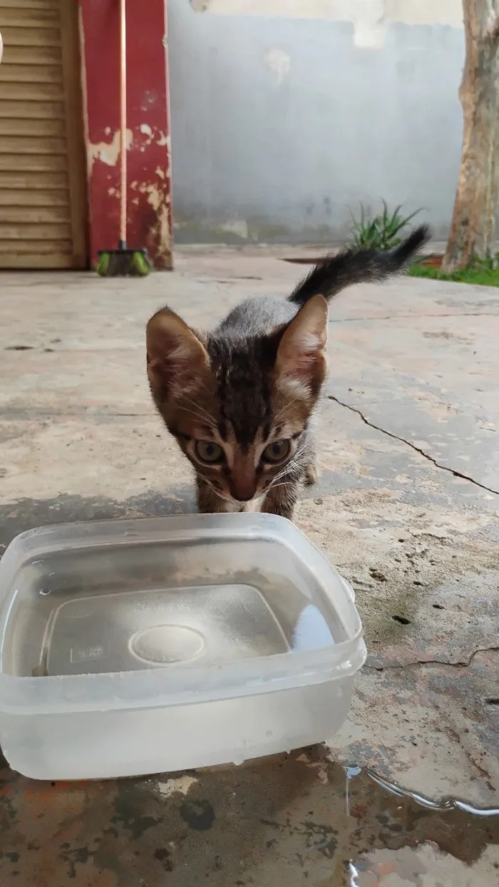 Gato raça SRD-ViraLata idade 2 a 6 meses nome Sem nome