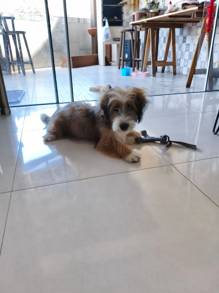 Cachorro raça SRD-ViraLata idade 2 a 6 meses nome mel