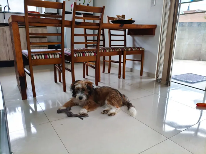 Cachorro raça SRD-ViraLata idade 2 a 6 meses nome mel