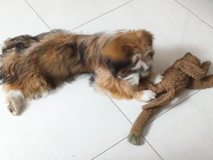 Cachorro raça SRD-ViraLata idade 2 a 6 meses nome mel