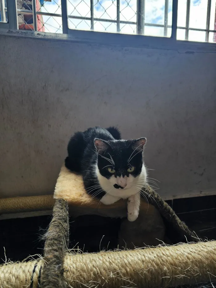 Gato raça SRD-ViraLata idade 1 ano nome Bigode