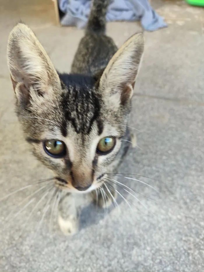 Gato raça SRD-ViraLata idade 2 a 6 meses nome APOLO