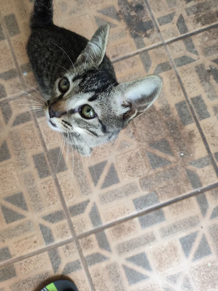 Gato raça SRD-ViraLata idade 2 a 6 meses nome APOLO