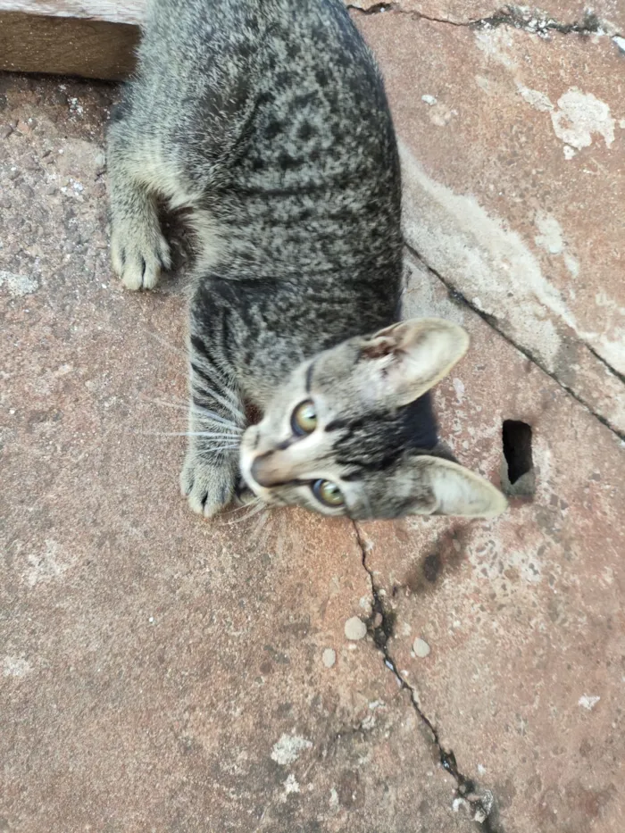 Gato raça SRD-ViraLata idade 2 a 6 meses nome APOLO