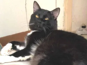 Cachorro raça SRD-ViraLata idade 1 ano nome Joaquim 