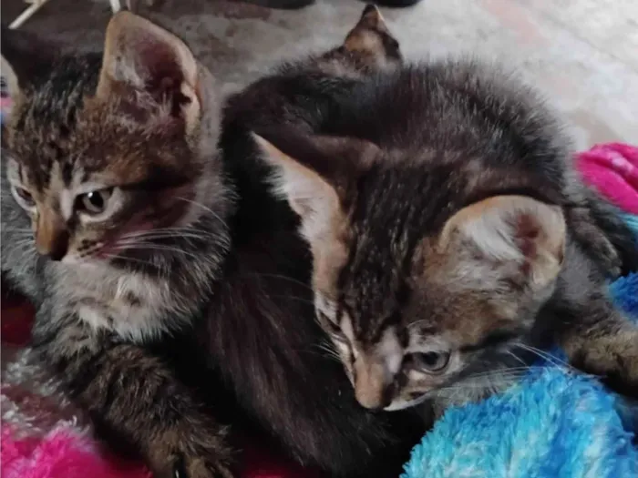 Gato raça SRD-ViraLata idade 2 a 6 meses nome Sem nome