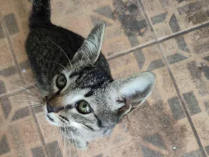 Gato raça SRD-ViraLata idade 2 a 6 meses nome APOLO