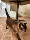 Gato raça Siamês idade 1 ano nome não sabemos, parece que está perdida ou foi abandonada 