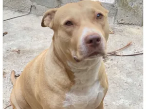 Cachorro raça Pit-Bull idade 6 ou mais anos nome Xena 