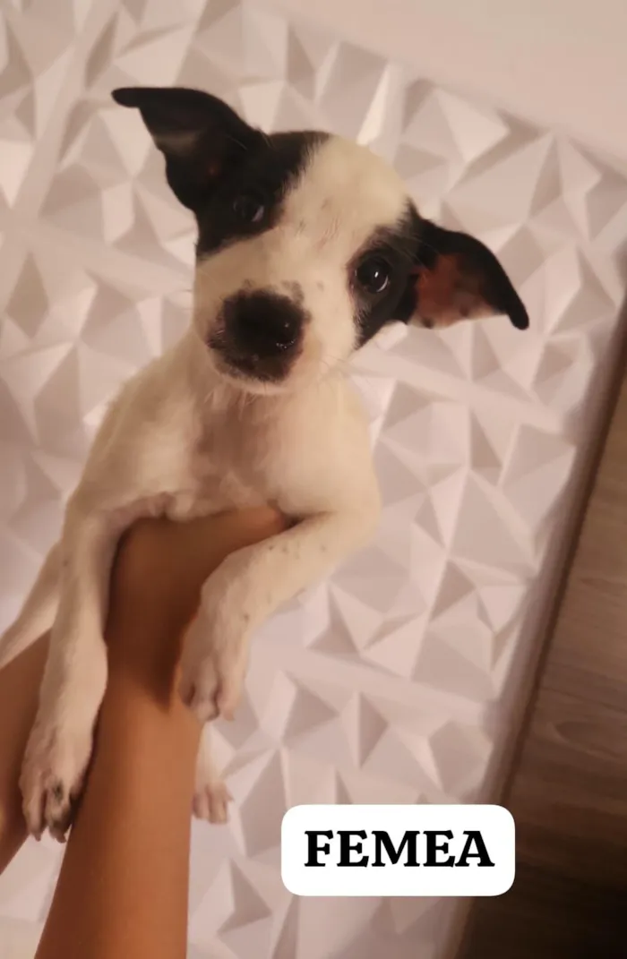 Cachorro raça SRD-ViraLata idade 2 a 6 meses nome Não Demos Nome 