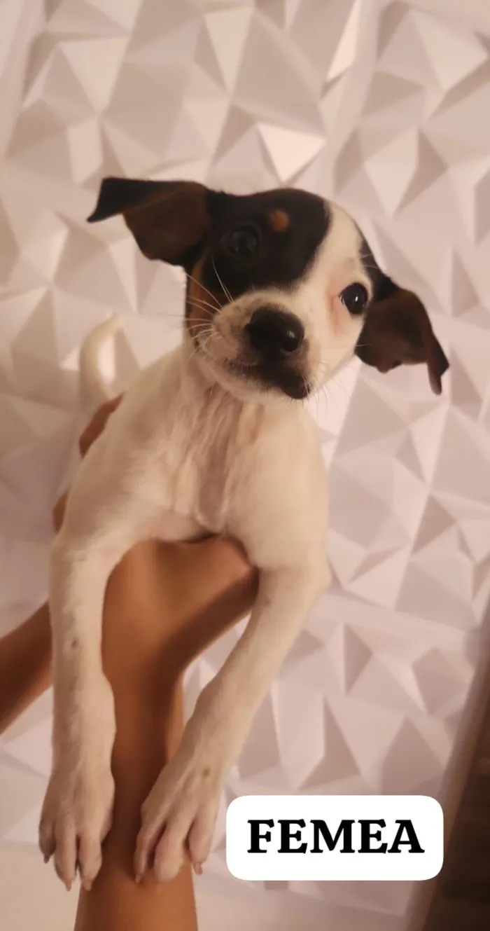 Cachorro raça SRD-ViraLata idade 2 a 6 meses nome Não Demos Nome 