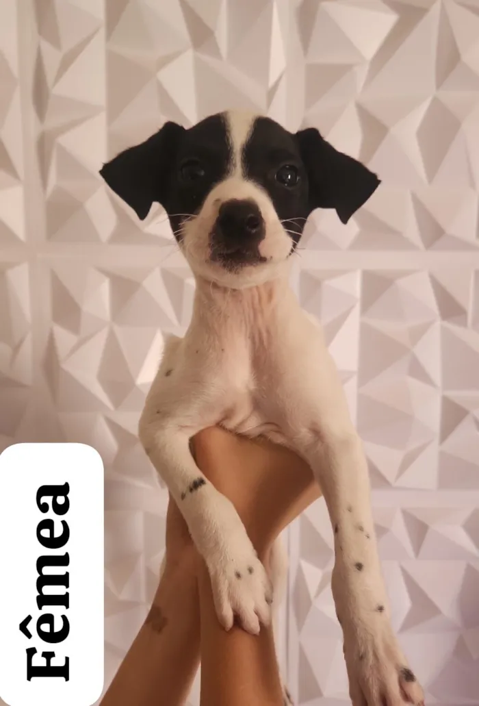 Cachorro raça SRD-ViraLata idade 2 a 6 meses nome Não Demos Nome 