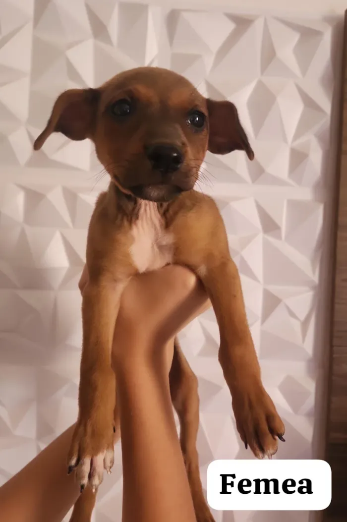 Cachorro raça SRD-ViraLata idade 2 a 6 meses nome Não Demos Nome 