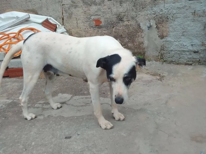Cachorro raça SRD-ViraLata idade 6 ou mais anos nome Pitty