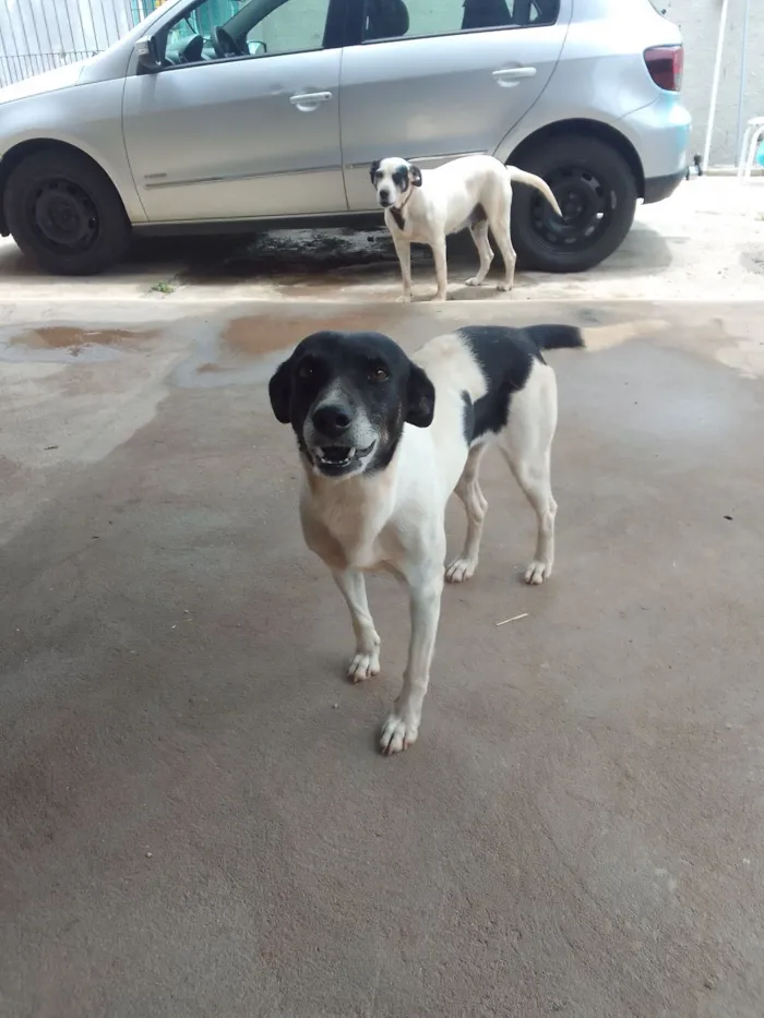 Cachorro raça SRD-ViraLata idade 4 anos nome Nina