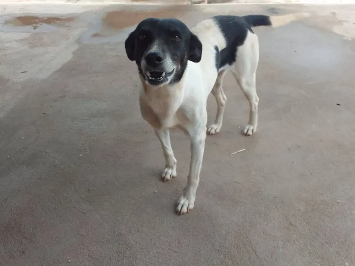 Cachorro raça SRD-ViraLata idade 4 anos nome Nina