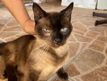 Gato raça Siamês idade 1 ano nome não sabemos, parece que está perdida ou foi abandonada 