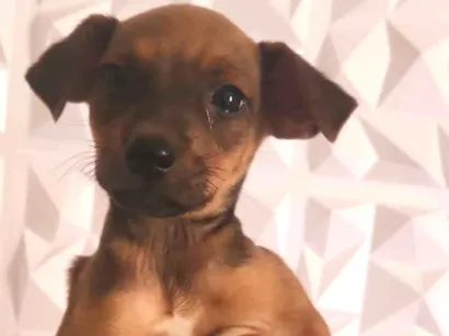 Cachorro raça SRD-ViraLata idade 2 a 6 meses nome Não demos nome 