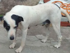 Cachorro raça SRD-ViraLata idade 6 ou mais anos nome Pitty
