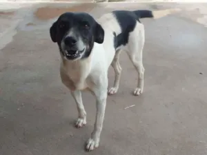 Cachorro raça SRD-ViraLata idade 4 anos nome Nina