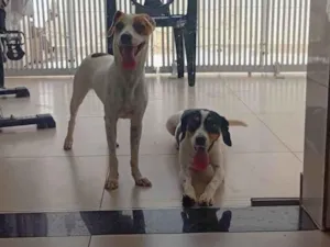 Cachorro raça SRD-ViraLata idade 1 ano nome Linda e Fofa