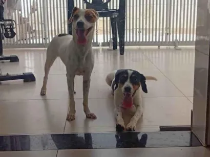 Cachorro raça SRD-ViraLata idade 1 ano nome Linda e Fofa