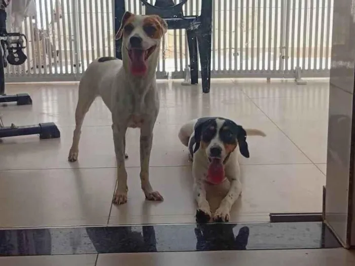 Cachorro raça SRD-ViraLata idade 1 ano nome Linda e Fofa