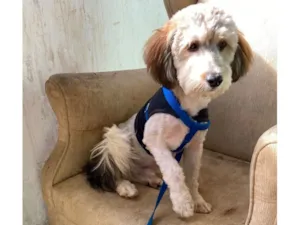 Cachorro raça Não indentificado  idade 7 a 11 meses nome Lucke