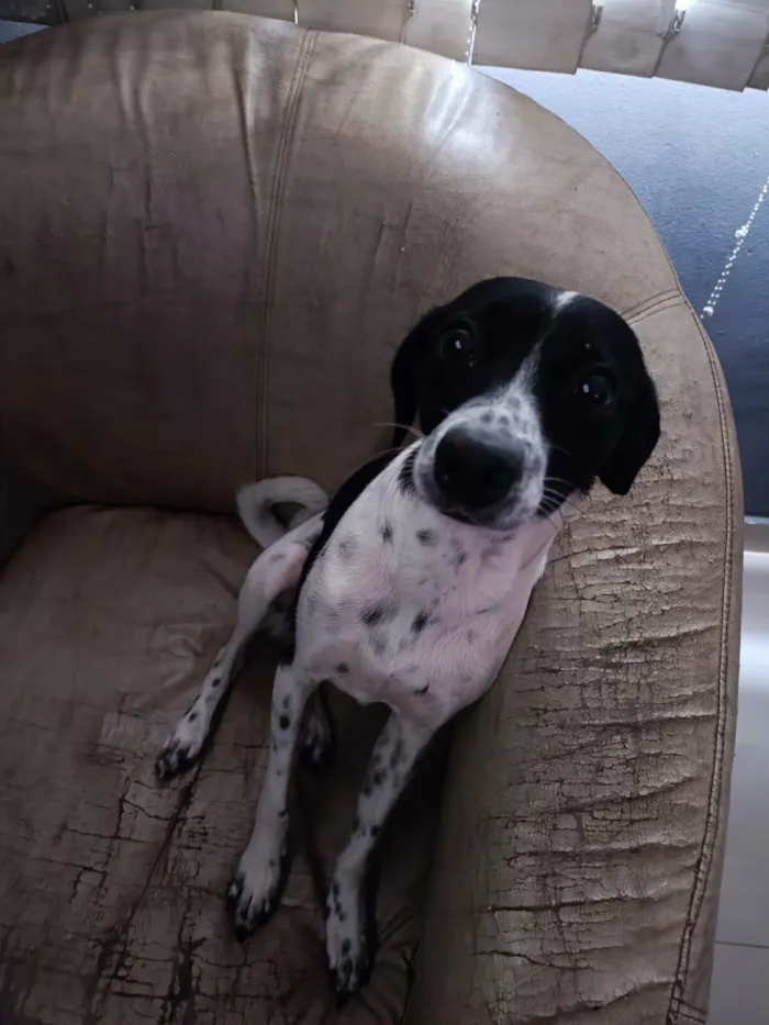 Cachorro raça SRD-ViraLata idade 1 ano nome Vakinha