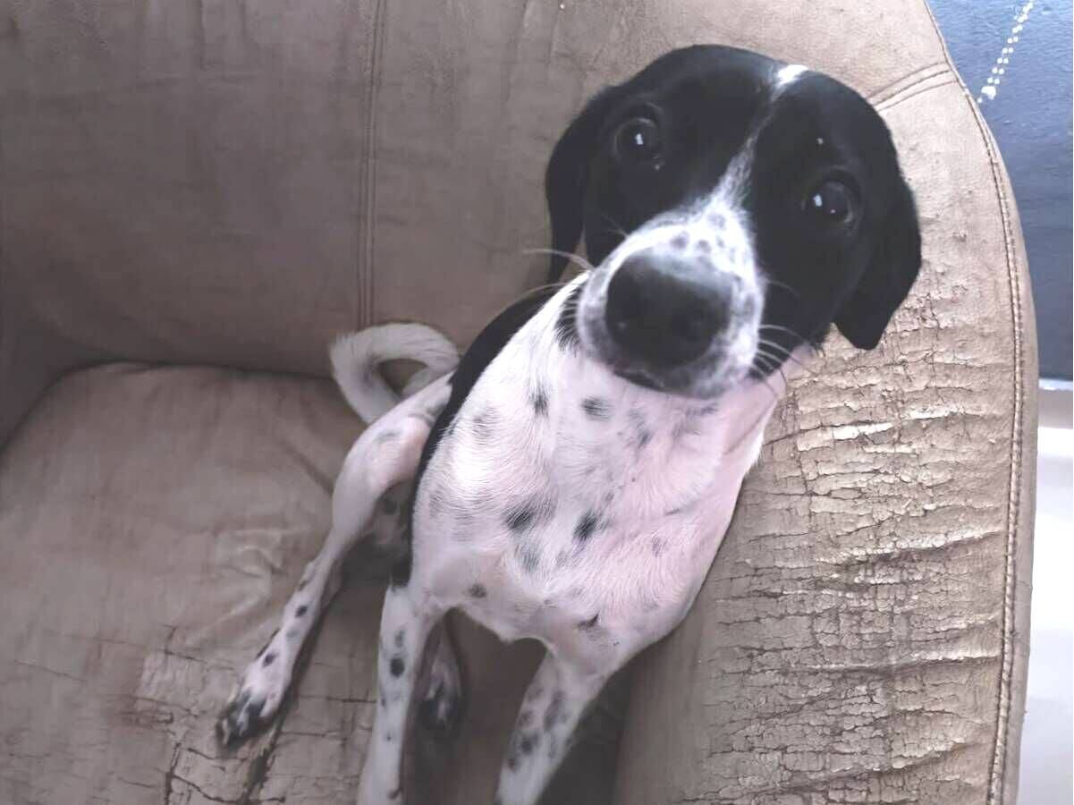 Cachorro raça SRD-ViraLata idade 1 ano nome Vakinha