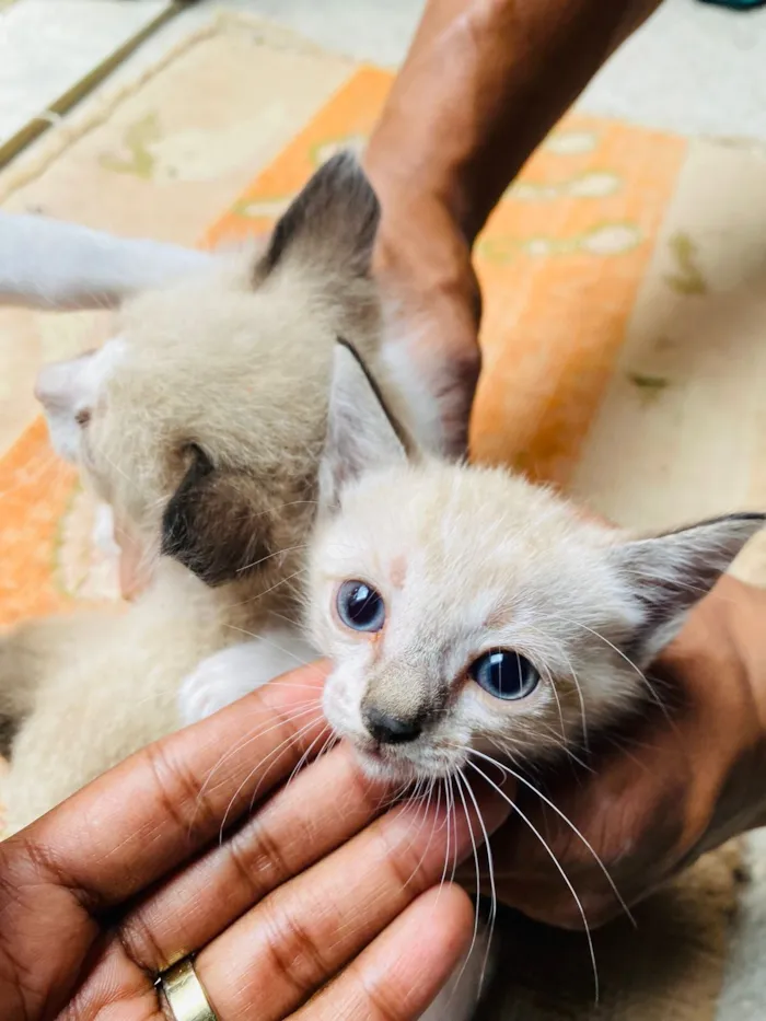Gato raça Siamês idade 2 a 6 meses nome Sem nome 