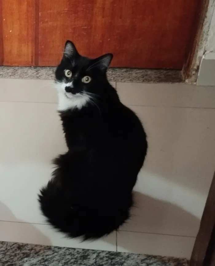 Gato raça Exótico idade 2 anos nome Ted