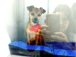 Cachorro raça SRD-ViraLata idade 5 anos nome Maria Tripa